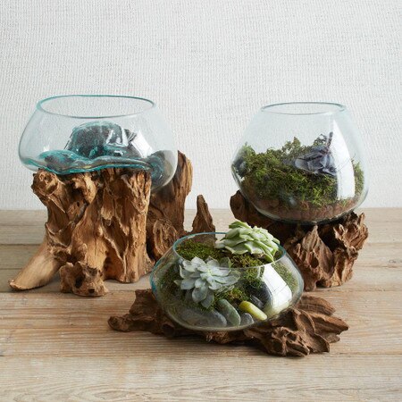 Wood Glass Terrariums West Elm United Kingdom - Large Glass Terrarium Bowl Wood Glass Terrariums West Elm United Kingdom - Large Glass Terrarium Bowl