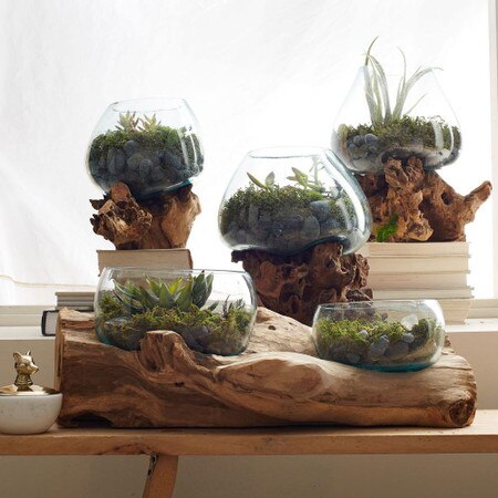 Wood Glass Terrariums West Elm United Kingdom - Large Glass Terrarium Bowl Wood Glass Terrariums West Elm United Kingdom - Large Glass Terrarium Bowl